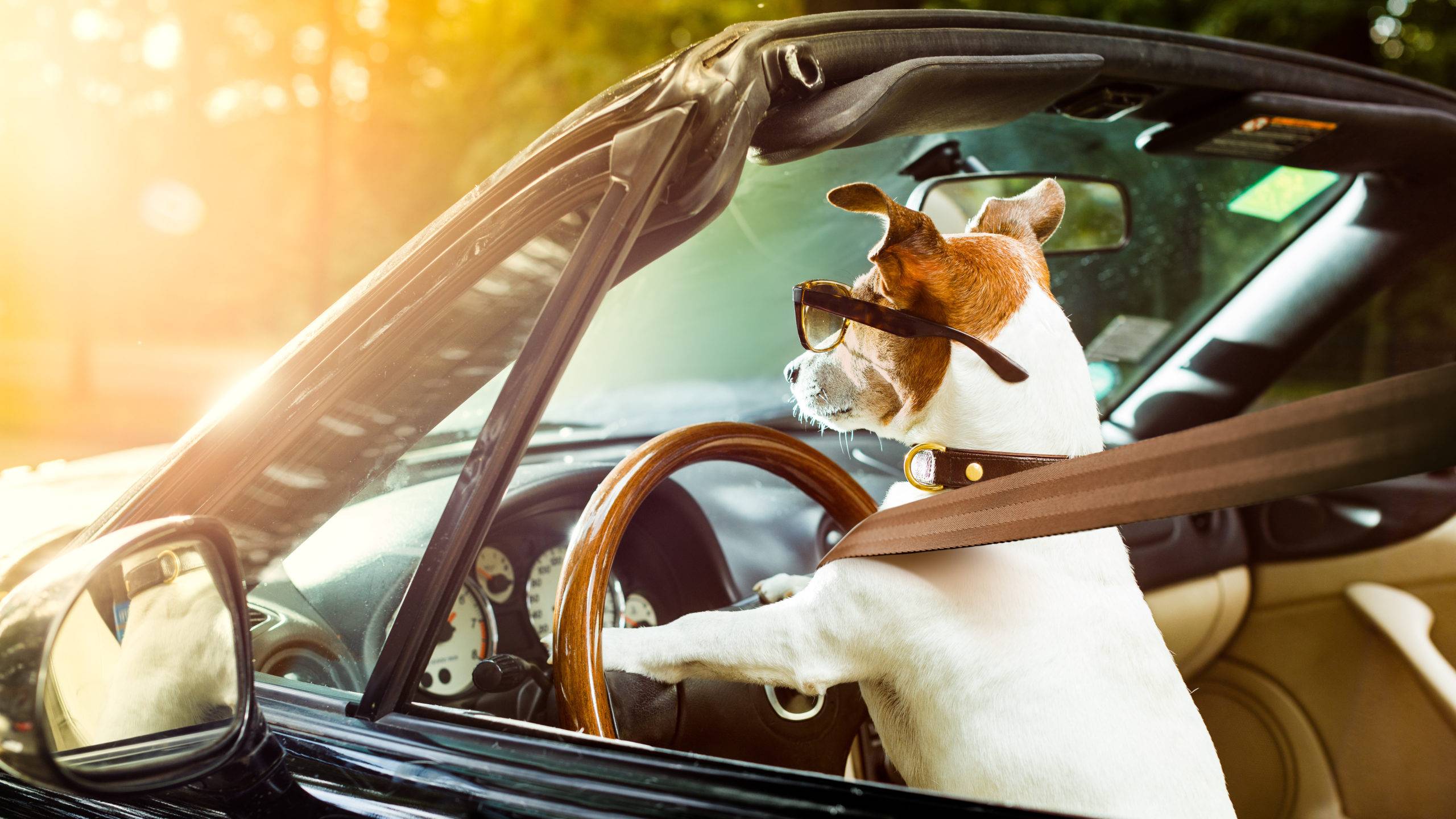 dogcar.jpg