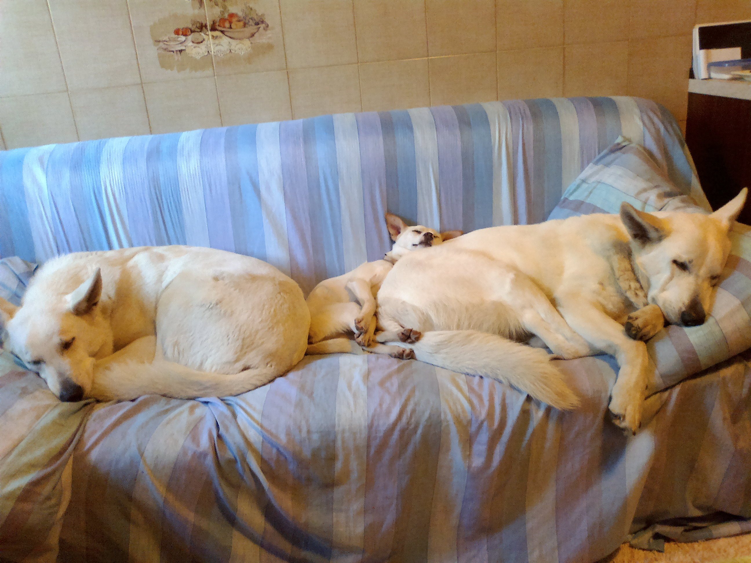 Elly,Chicca & Leyla.jpg