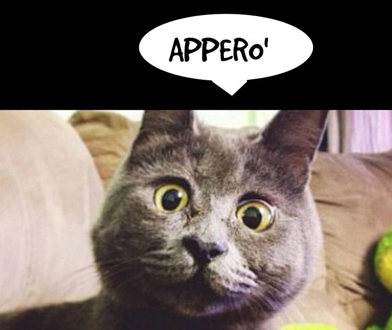 GATTO SORPRESO APPERO' PICC .jpg