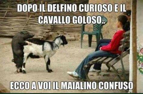 maiale.jpg