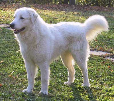 Maremmano_Abruzzese_1.jpg