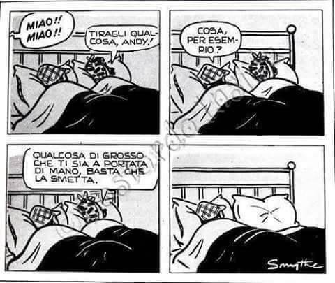 miao.jpeg