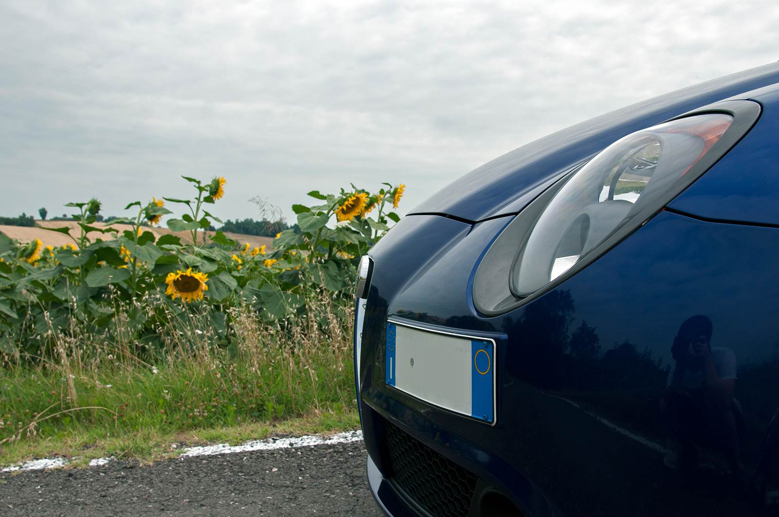 Muso-girasoli-rid.jpg