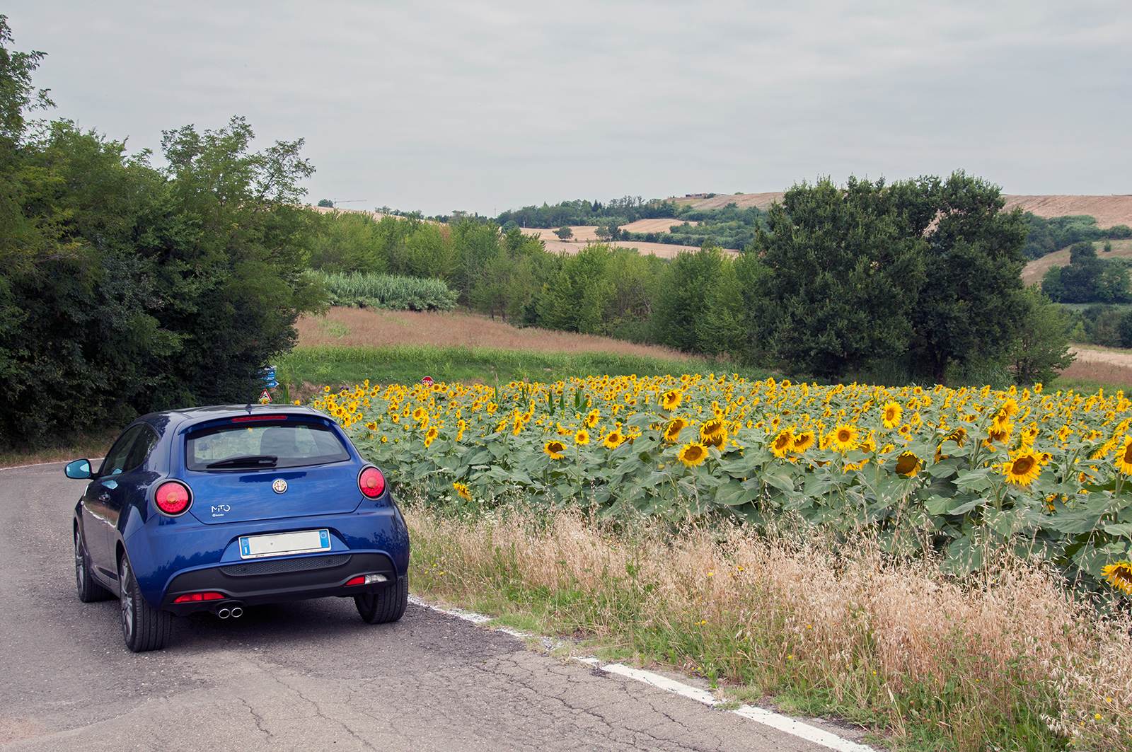 Posteriore-girasoli-rid.jpg