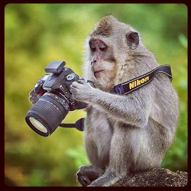 scimmiafoto.jpg