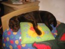 Choky_che_dorme_5.jpg