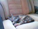 lilly  11.jpg