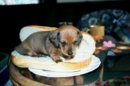 HOTDOG11.JPG