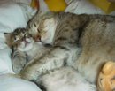 MOMMYCAT.JPG