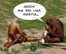 bd950-pioggia-dorata-kong1193041456.jpg