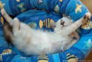 foto-gatti-divertenti-07.jpg