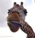 foto_divertenti_giraffa.jpg