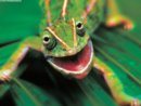Animals%20Funny_Lounge%20Lizard.jpg