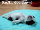 sos-dog-down.jpg