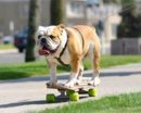 Bulldog.jpg