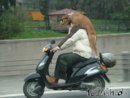 14565-hund-aufn-motorrad.jpg