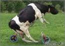 14640-kuh-faehrt-roller.jpg