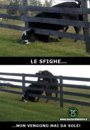 le sfighe.jpg