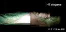 EKLIGHT-V6-vs-ALOGENE-2.png