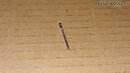 pin microfono giulietta.jpg