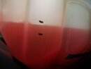 IMG_20200606_105145.jpg