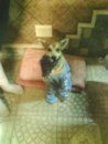 Akira_bella.jpg