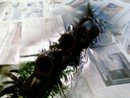 Foto017.jpg