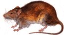 rattus_norvegicus.gif