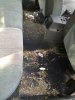 lory 2586.jpg