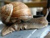 chiocciola_helix_aspersa_500.jpg