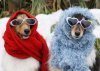 cane-freddo.jpg