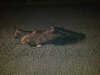IMG_20120415_001251.jpg