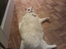 Bamby2_300807.jpg