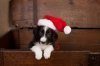 cane.natale.jpg
